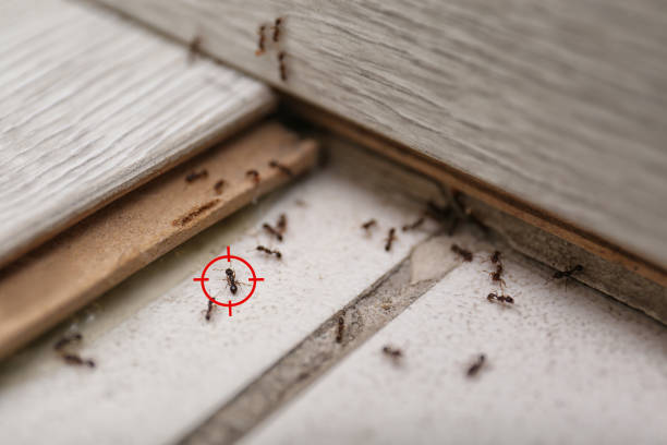Best Pest Control for Businesses  in Crawfordsville, IN